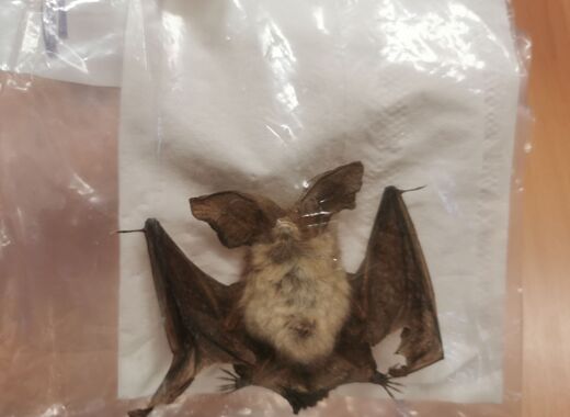 Nature Late bat IMG 20260702 211047